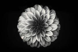 Dahlia (Lotte Gronkjar) - Muzeo.com