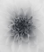 Dahlia (Lotte Gronkjar) - Muzeo.com