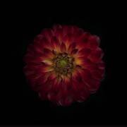 Dahlia time (Lotte Gronkjar) - Muzeo.com