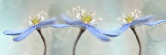 Dancing anemones (Heidi Westum) - Muzeo.com