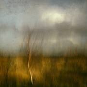 Dancing tree (Jacqueline van Bijnen) - Muzeo.com