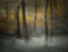 Dancing Trees (Nel Talen) - Muzeo.com
