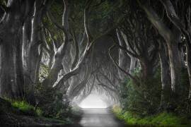 Dark Hedges (Nicola Molteni) - Muzeo.com