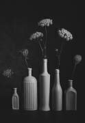 Daucus Carota (Lydia Jacobs) - Muzeo.com
