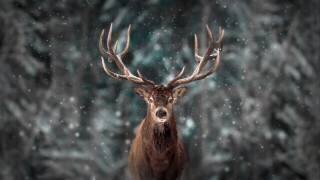 Deer King (Kim Lee) - Muzeo.com