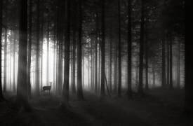 Deer's morning (Christoph Hessel) - Muzeo.com
