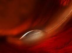 Drop (Jutta Kerber) - Muzeo.com