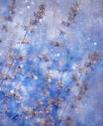 Early Winter (Delphine Devos) - Muzeo.com