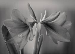 Elegance (Jan Rauwerdink) - Muzeo.com