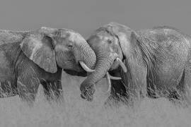 Elephant Flight (Jun Zuo) - Muzeo.com