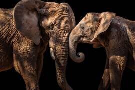 Elephants (Vitor Martins) - Muzeo.com