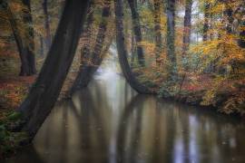 Enchanted autumn (Fiorenzo Carozzi) - Muzeo.com