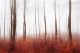 Endless Woods (Gustav Davidsson) - Muzeo.com