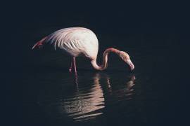 Enlighted flamingo (Marco Tagliarino) - Muzeo.com