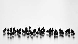 Eurasian coots (Yordan Vasilev) - Muzeo.com