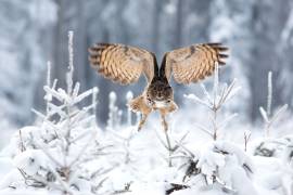 Eurasian eagle-owl (Milan Zygmunt) - Muzeo.com