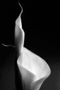 Female curves (Santiago Pascual Buye) - Muzeo.com