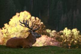 Fight break (Gerhard Weis) - Muzeo.com