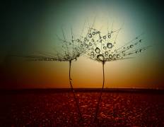 Fire and water (Dimitar Lazarov) - Muzeo.com