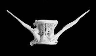 Fish Bone (Jim Occi) - Muzeo.com