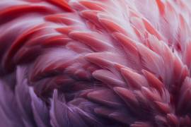 Flamingo (Angyalosi Beata) - Muzeo.com