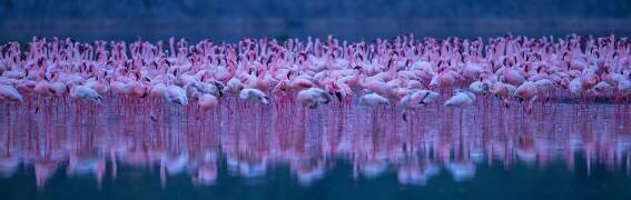 Flamingos (David Hua) - Muzeo.com