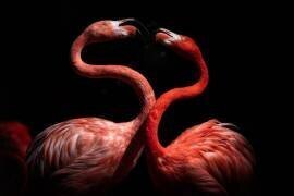 Flamingos (Eiji Itoyama) - Muzeo.com