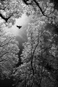 Flight (Goran Stamenkovic) - Muzeo.com