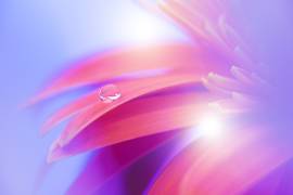 Flowers bloom (Wang Li) - Muzeo.com