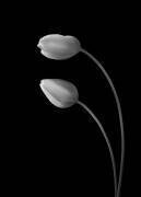 Flowers Love (Tony Xu) - Muzeo.com