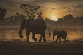 Follow me (Isam Telhami) - Muzeo.com