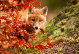 Fox (Robert Adamec ) - Muzeo.com