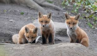 Fox (Qing Li) - Muzeo.com