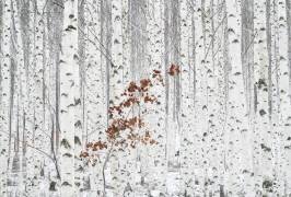 From White (Dong Hee Han) - Muzeo.com