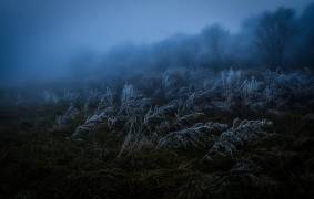 Frosty day (Takafumi Yamashita) - Muzeo.com
