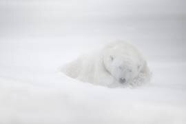 Frozen dreams (Marco Pozzi) - Muzeo.com