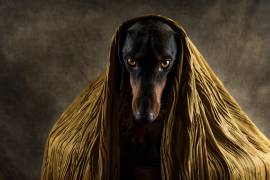 Golden eyes (Heike Willers) - Muzeo.com