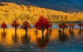 Golden sunset (Ali Fallahzadeh) - Muzeo.com
