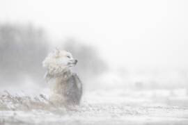 Hard times (Marco Pozzi) - Muzeo.com