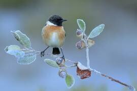 Hard winter (Andres Miguel Dominguez) - Muzeo.com