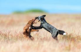 Have fun (Jie Fischer) - Muzeo.com
