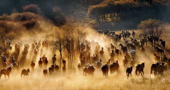 Horses (Hua Zhu) - Muzeo.com