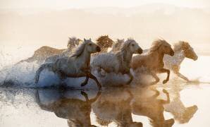 Horses (Summer2016) - Muzeo.com