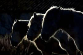 Horses (Michel Romaggi) - Muzeo.com