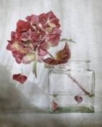Hydrangea (Mandy Disher) - Muzeo.com