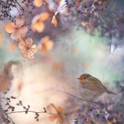 Hydrangea fantasy (Teuni) - Muzeo.com