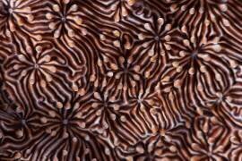 Hypnotic maze (Andrey Narchuk) - Muzeo.com