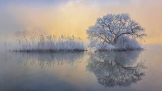 Ice tree (Jaeyoun Ryu) - Muzeo.com