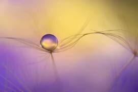 In arms (Heidi Westum) - Muzeo.com