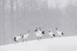 Japanese Cranes (Roberto Marchegiani) - Muzeo.com